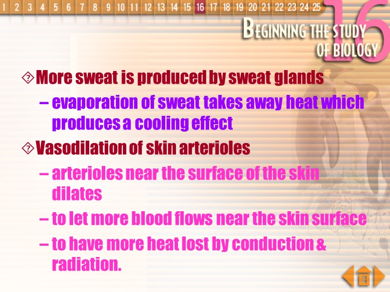 More sweat is produced by sweat glands evaporation of sweat takes away heat which